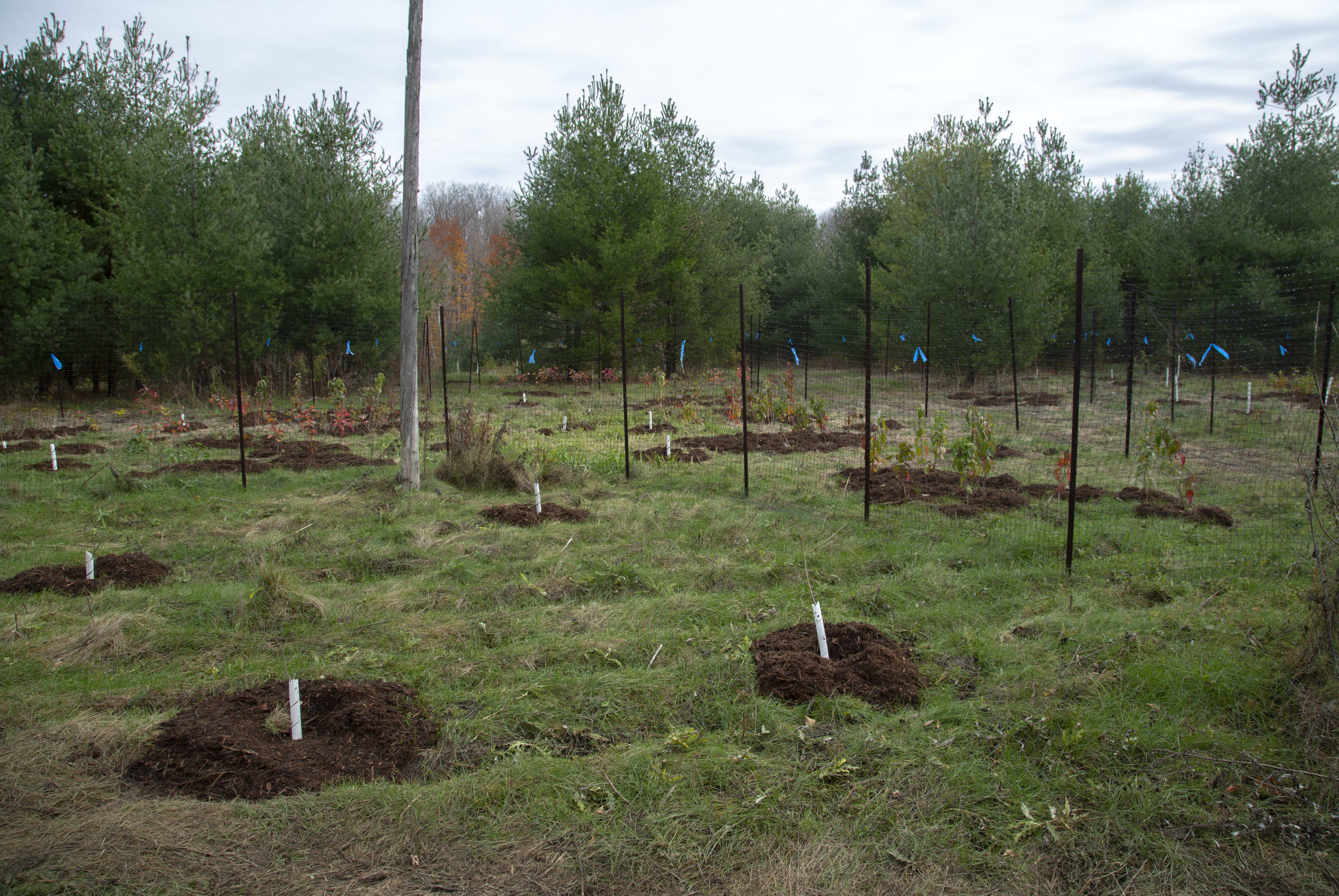 A field of young trees and saplings in a field in Rouge National Urban Park
