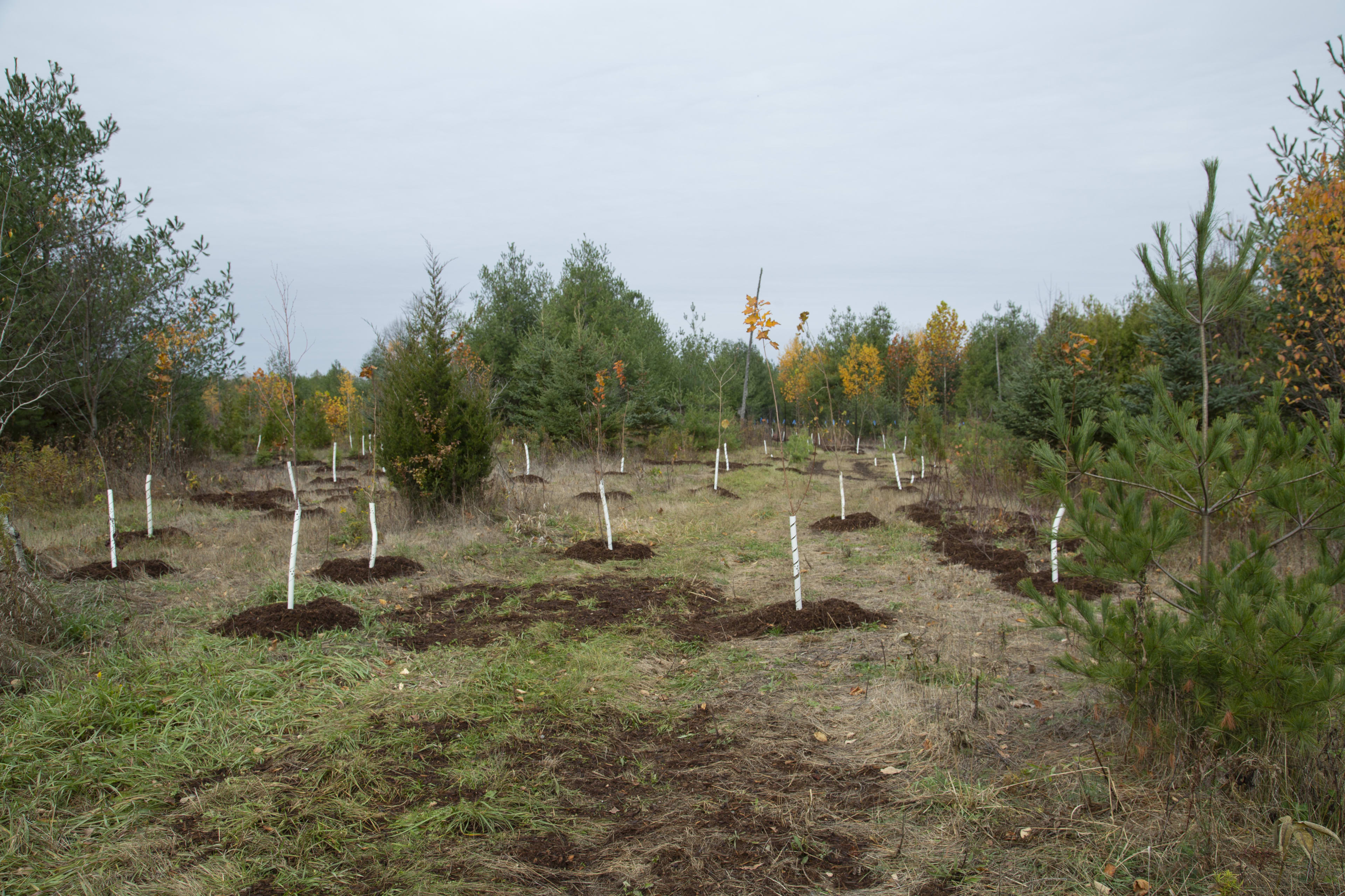 several new trees being planted.