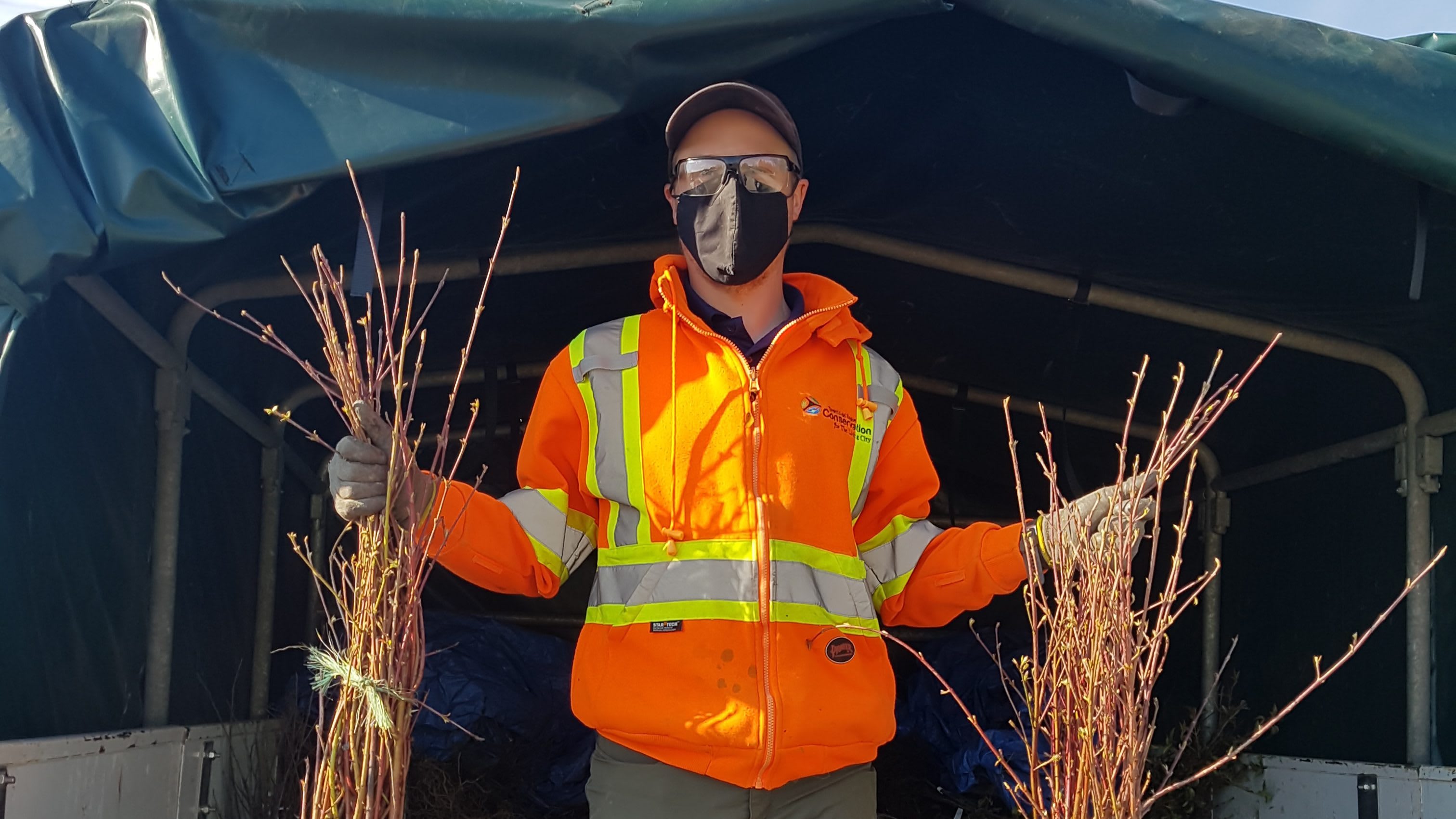 A TRCA worker holding shrubs as part of the planting efforts in King Township.
