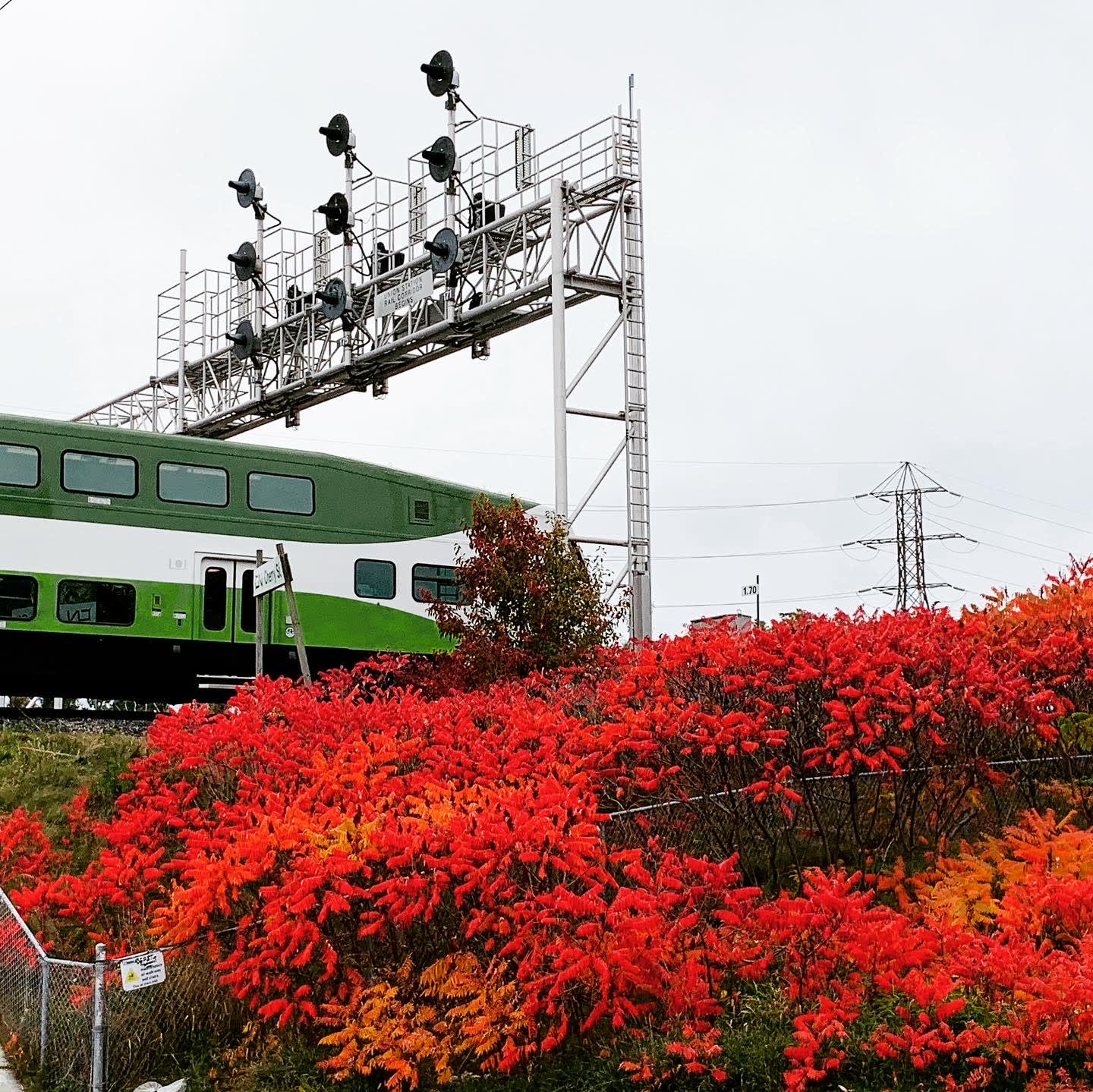 A train passes beside very red bushes.