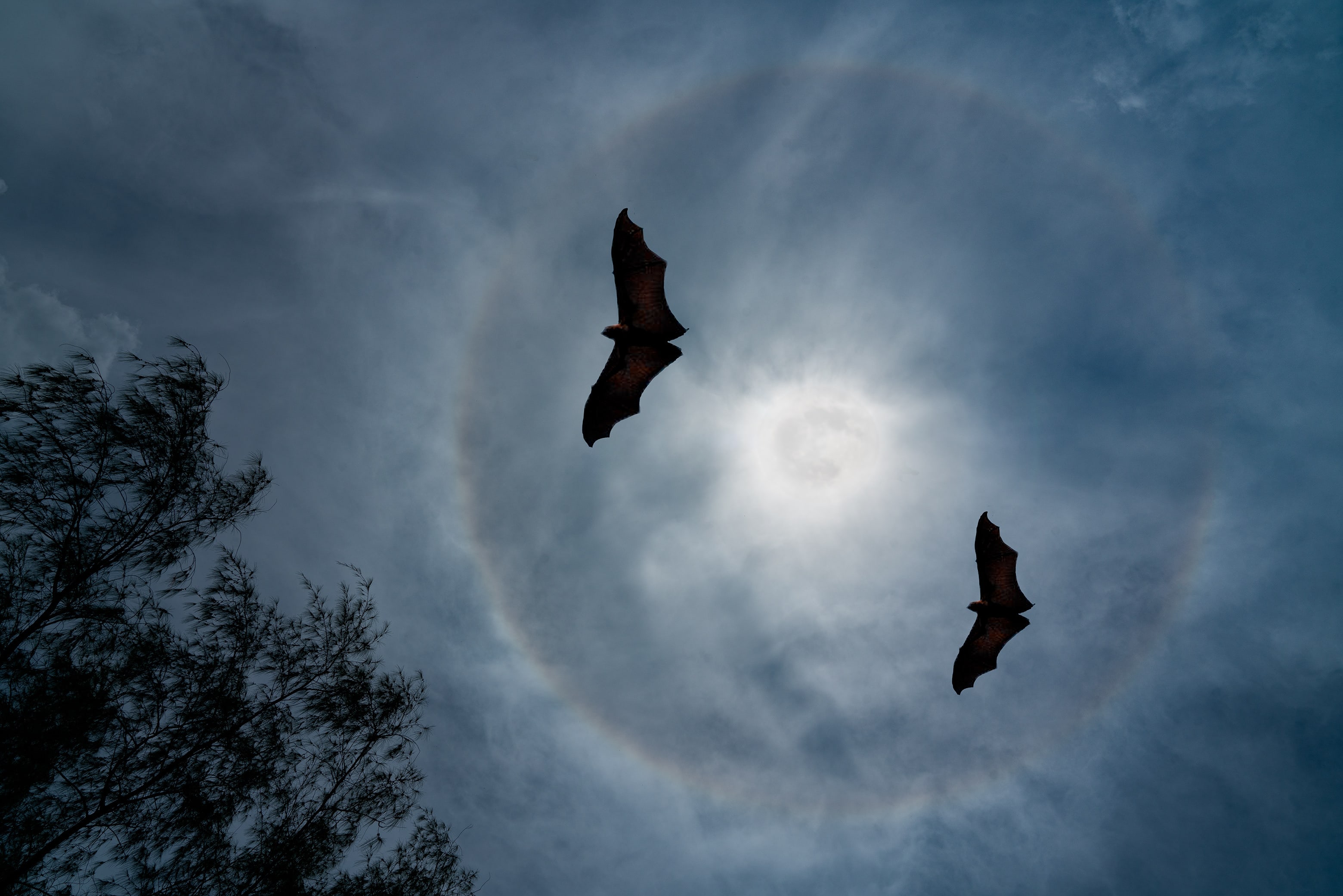 Bats and Bat Boxes