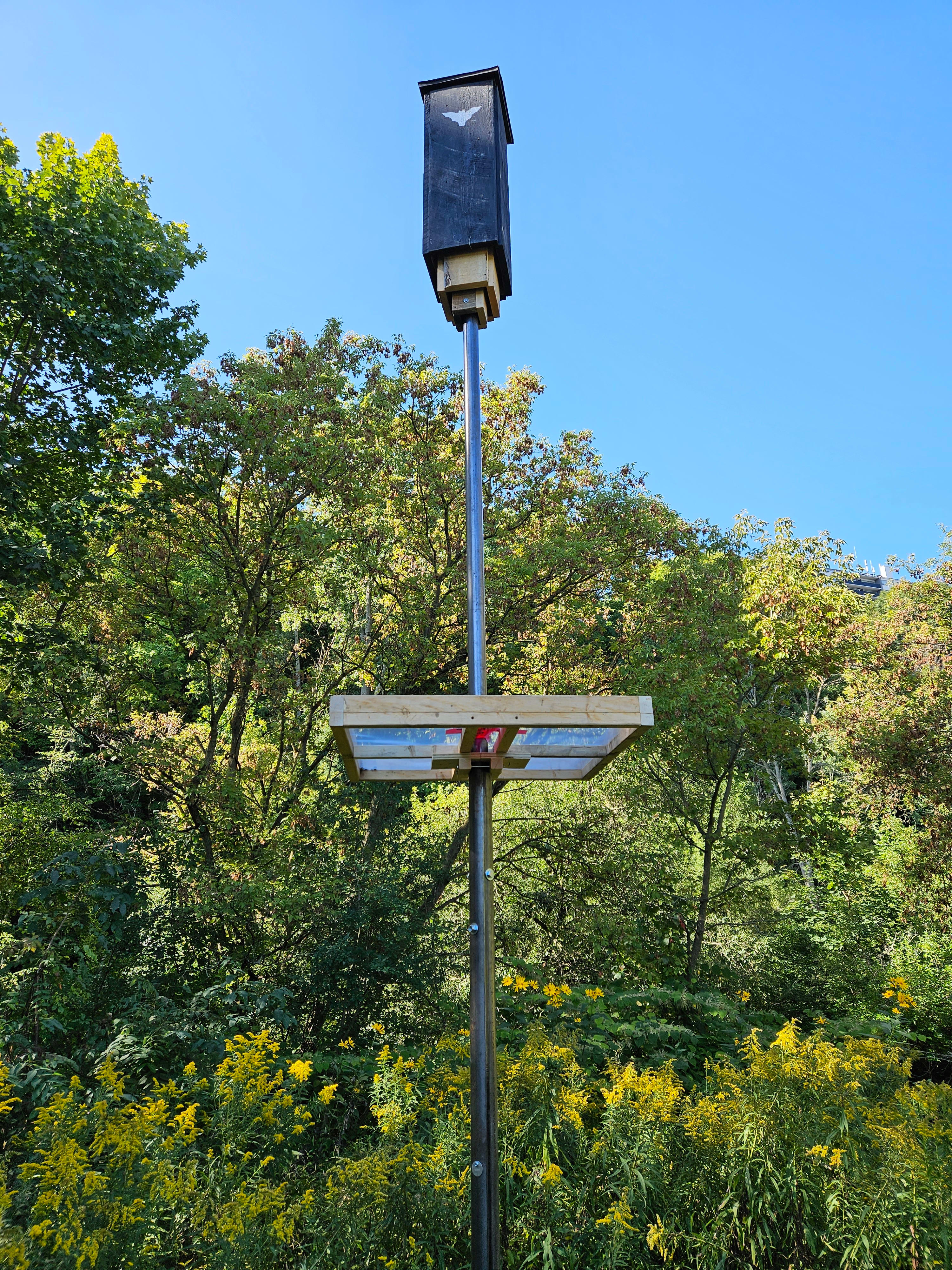 Bats and Bat Boxes