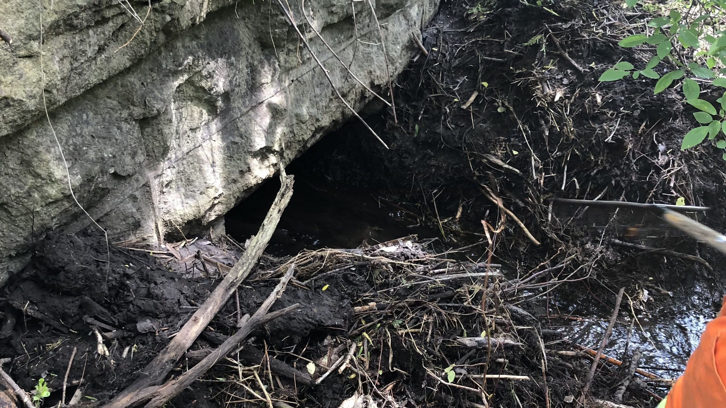 This beaver baffle co-exists with the remains of a beaver dam while still diverting water from a ...