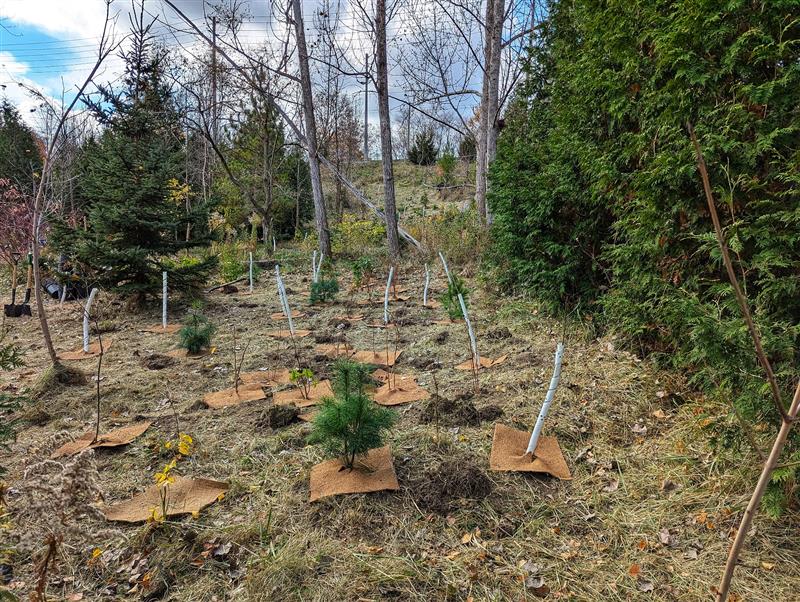 ECWE tree planting
