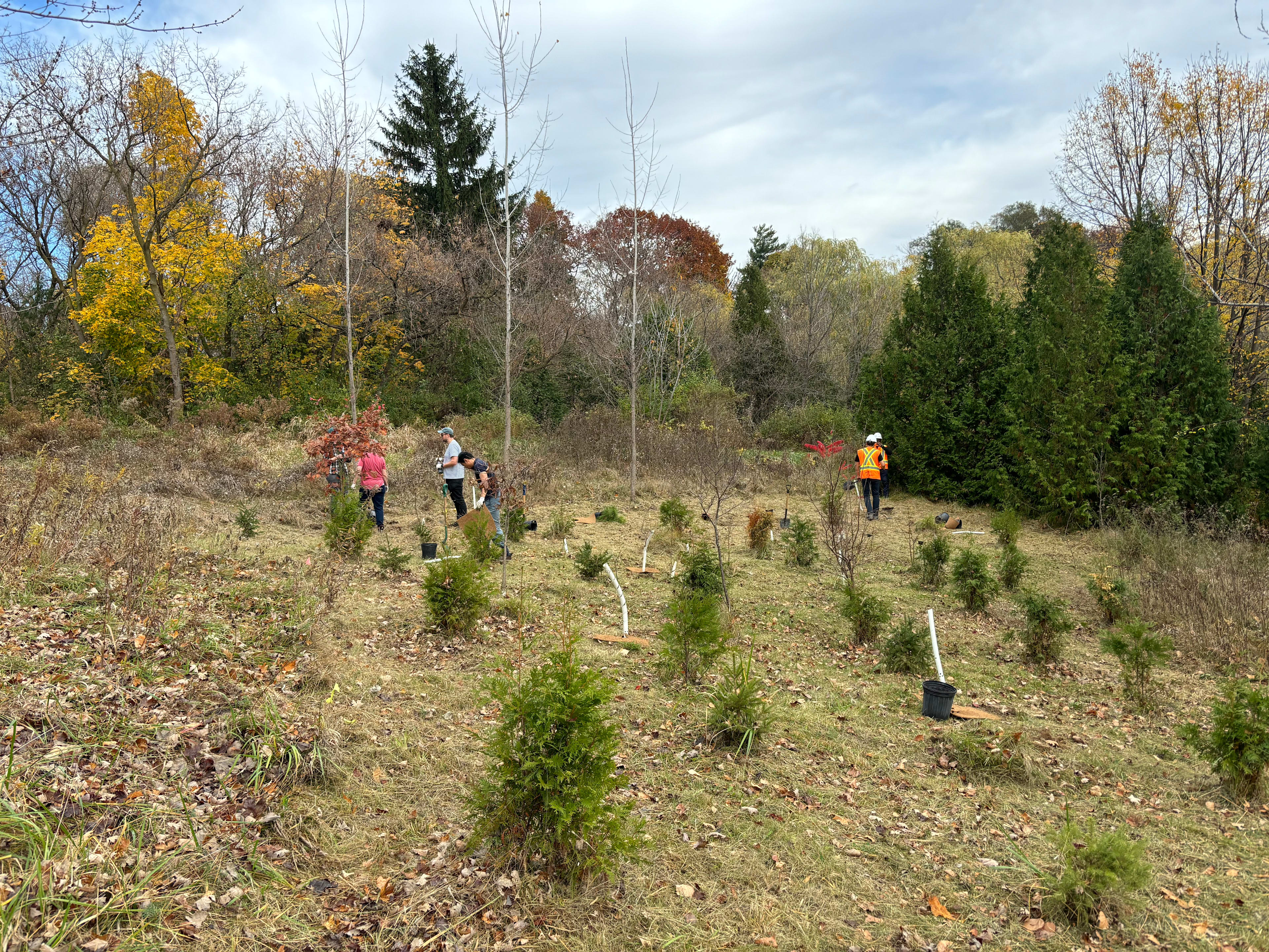 ECWE tree planting