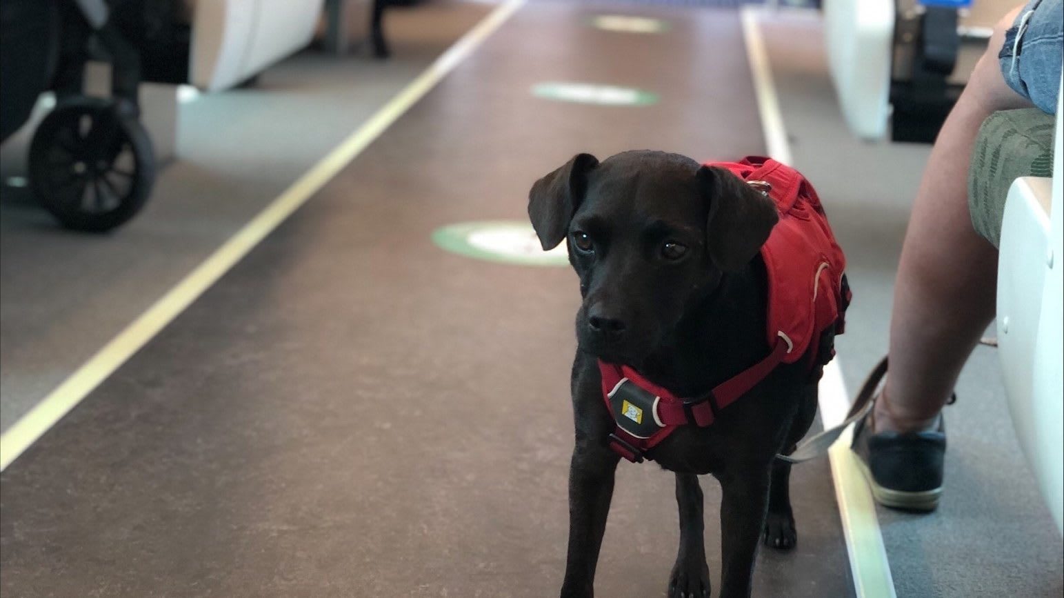 A dog looks at the camera.
