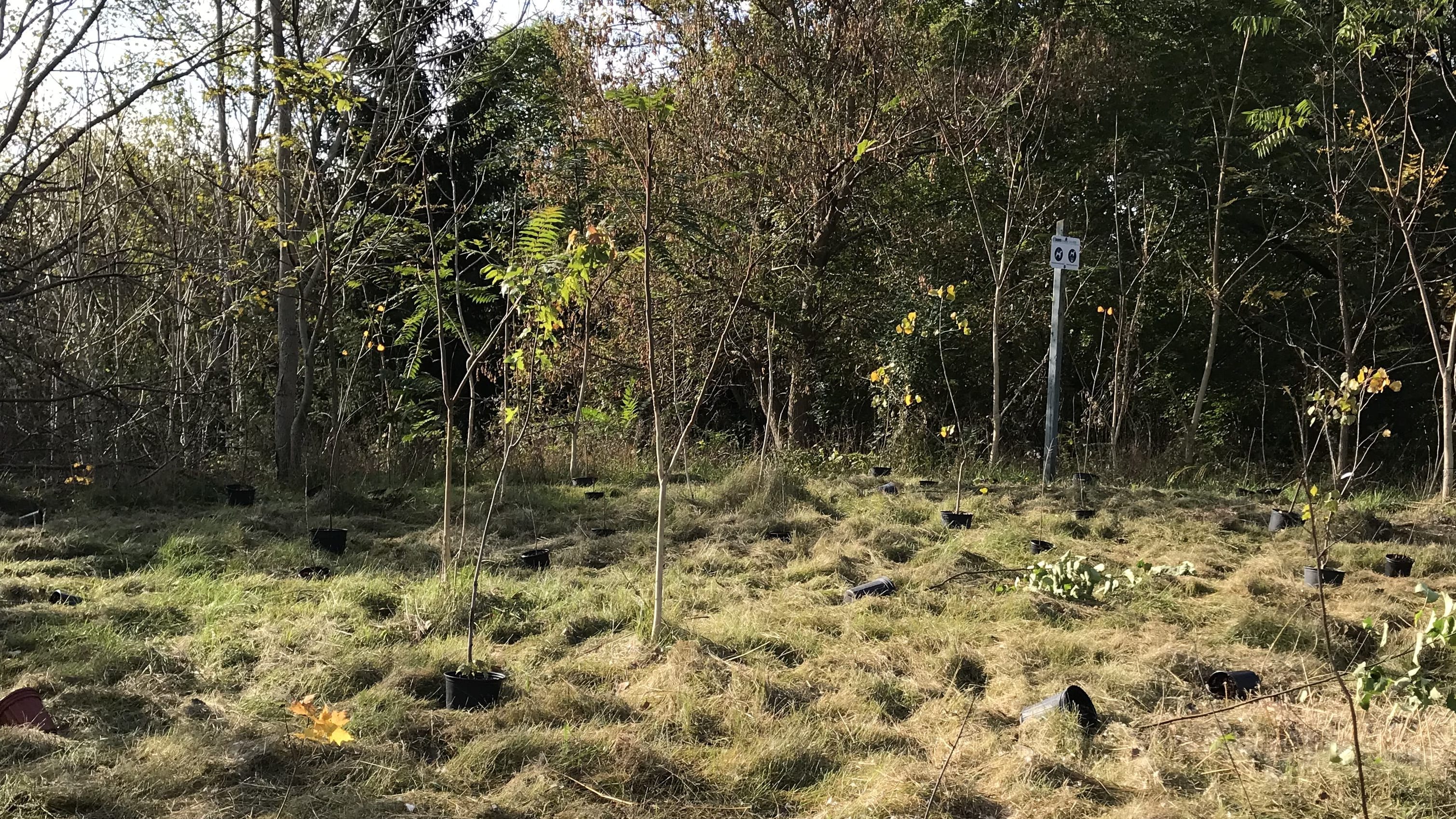 Metrolinx teams up with Toronto and Region Conservation Authority to plant trees around Eglinton ...