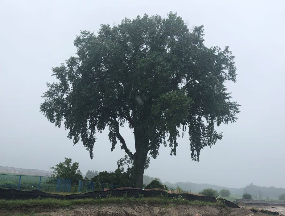the old elm tree