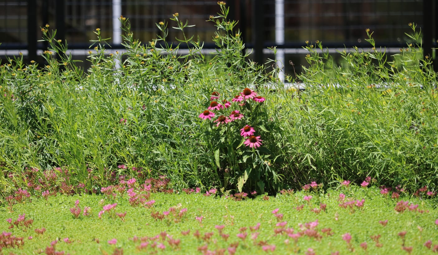 Green Roof Stock Finch West LRT