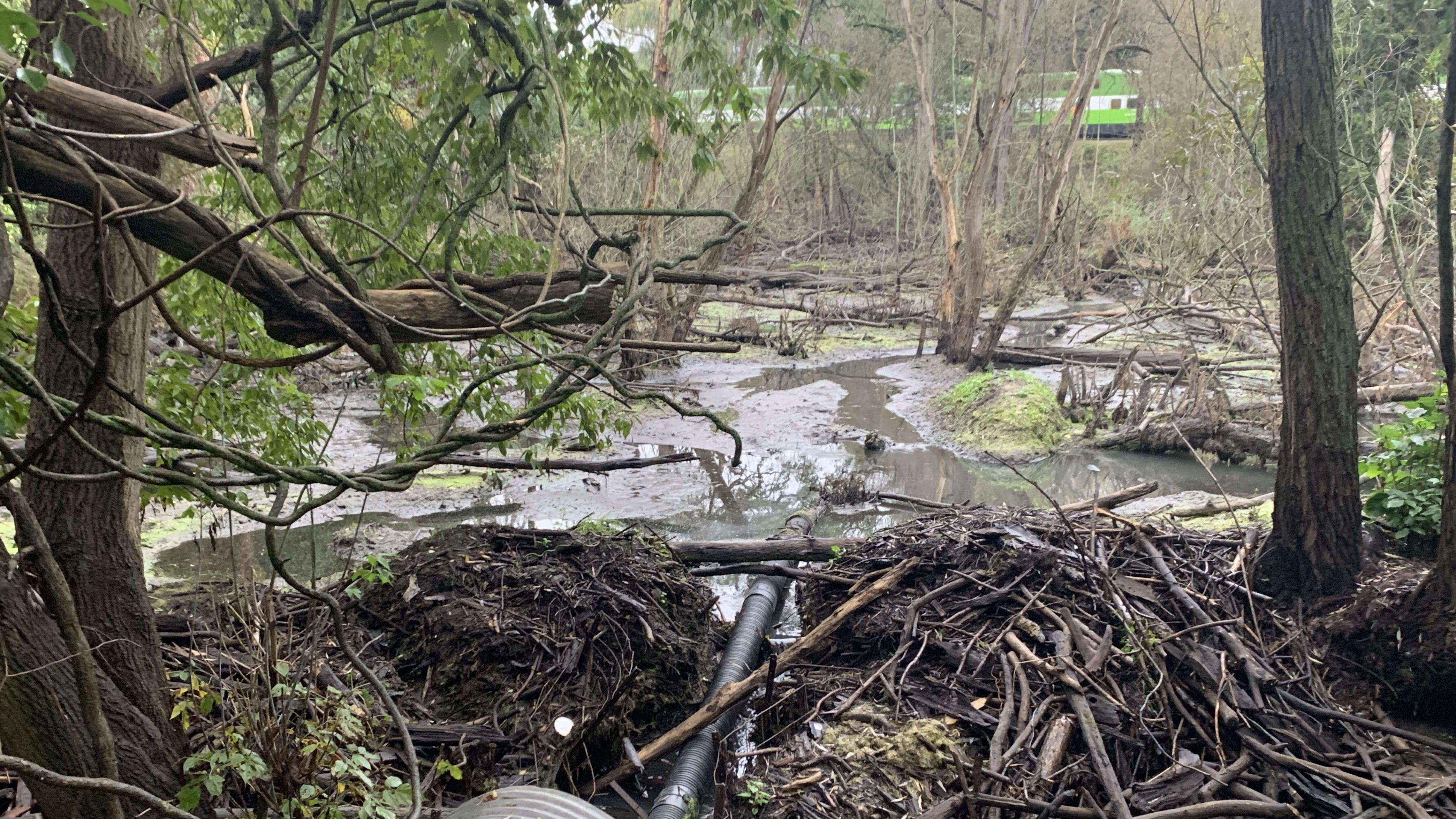 Why a baffled beaver is better for rail safety than a busy beaver