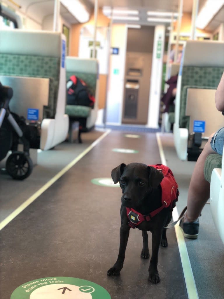 a dog on the train.