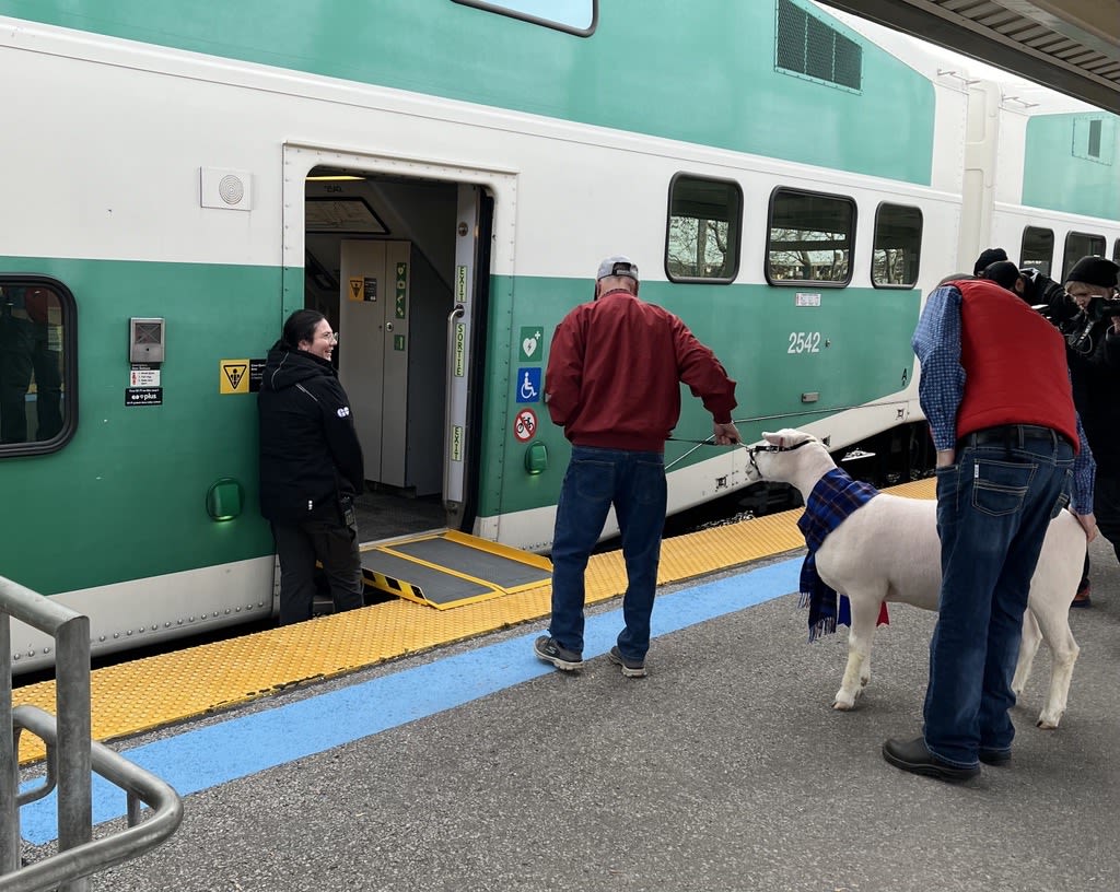 Kay the Sheep on the GO Train