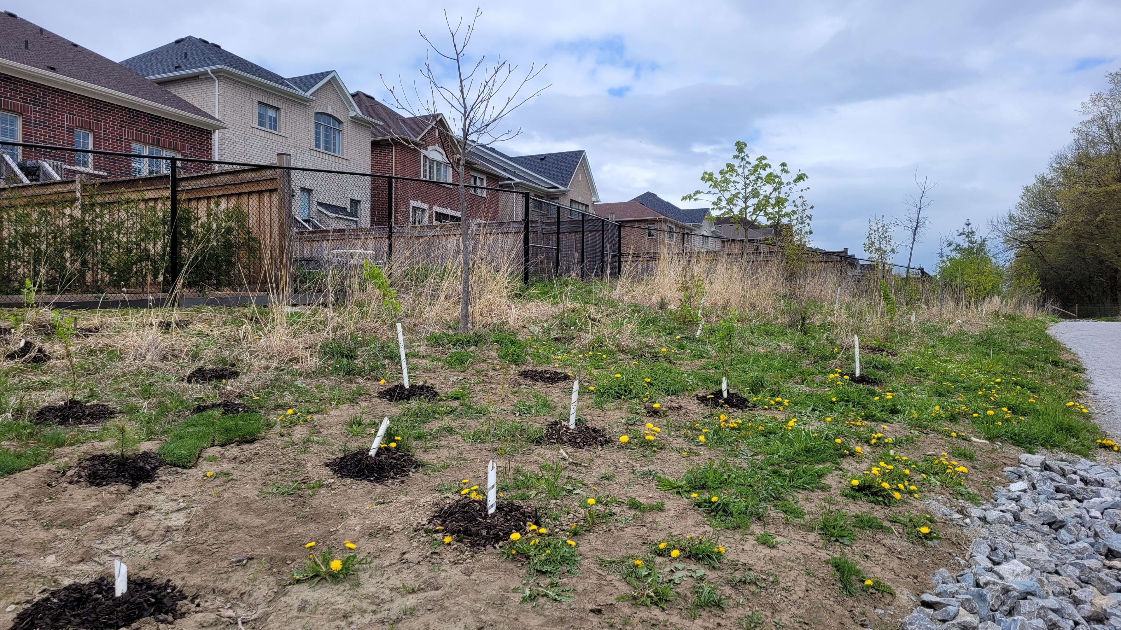 Metrolinx spreading the roots of GO Expansion as spring compensation tree planting continues acro...