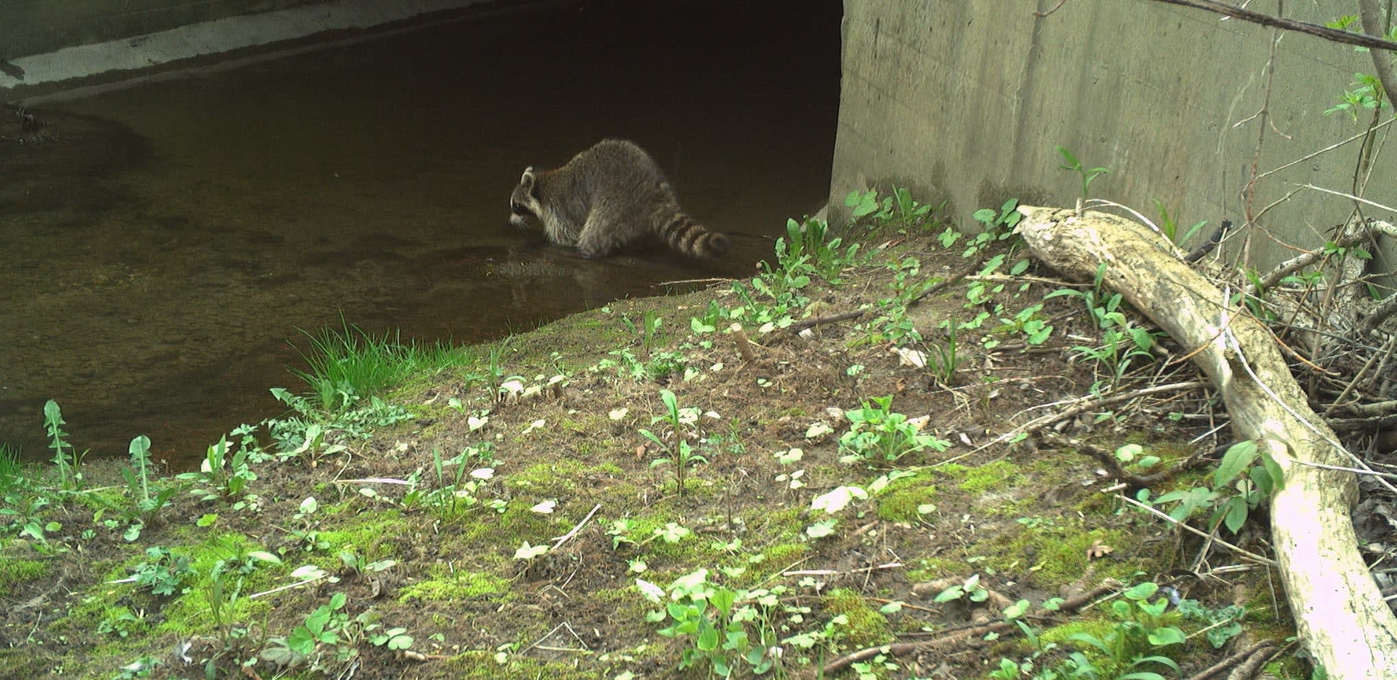 How we protect wildlife and animals
