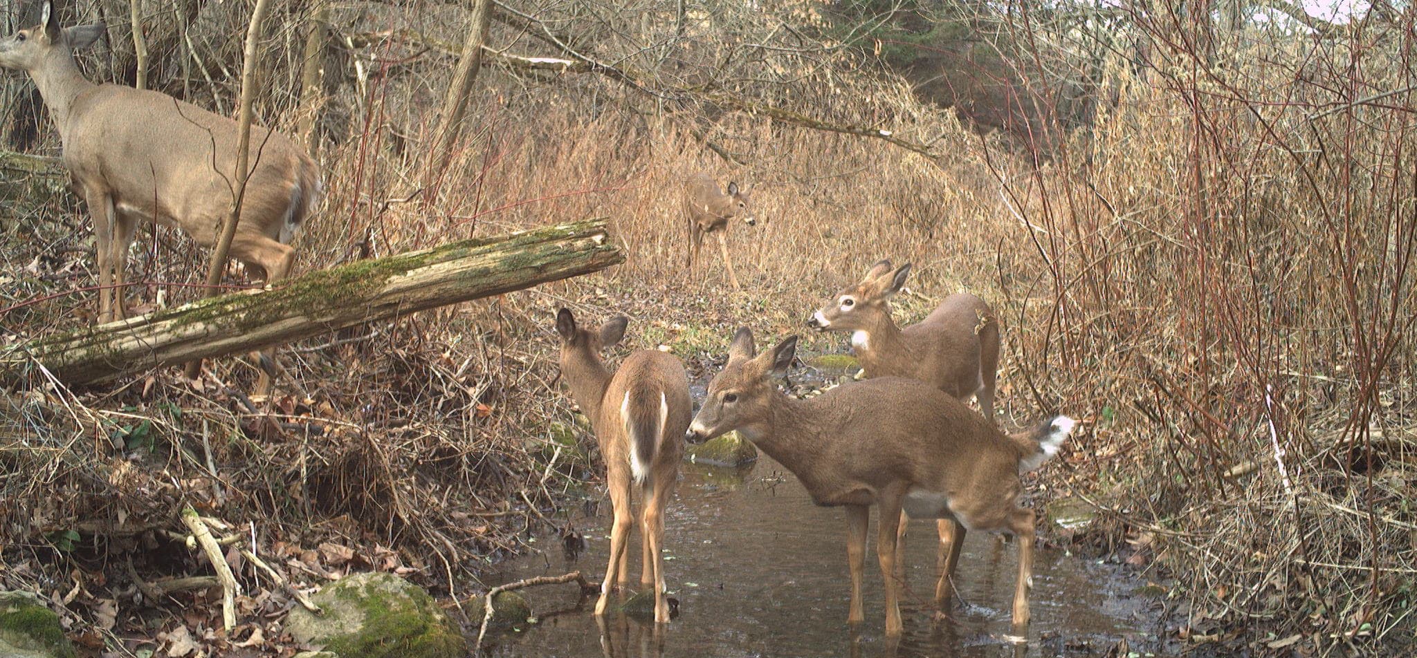 How we protect wildlife and animals