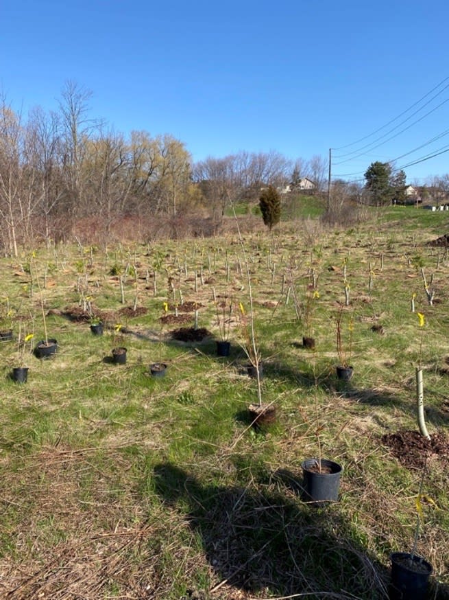 Spring has sprung – Metrolinx kicks off spring tree planting season with regional conservation ...