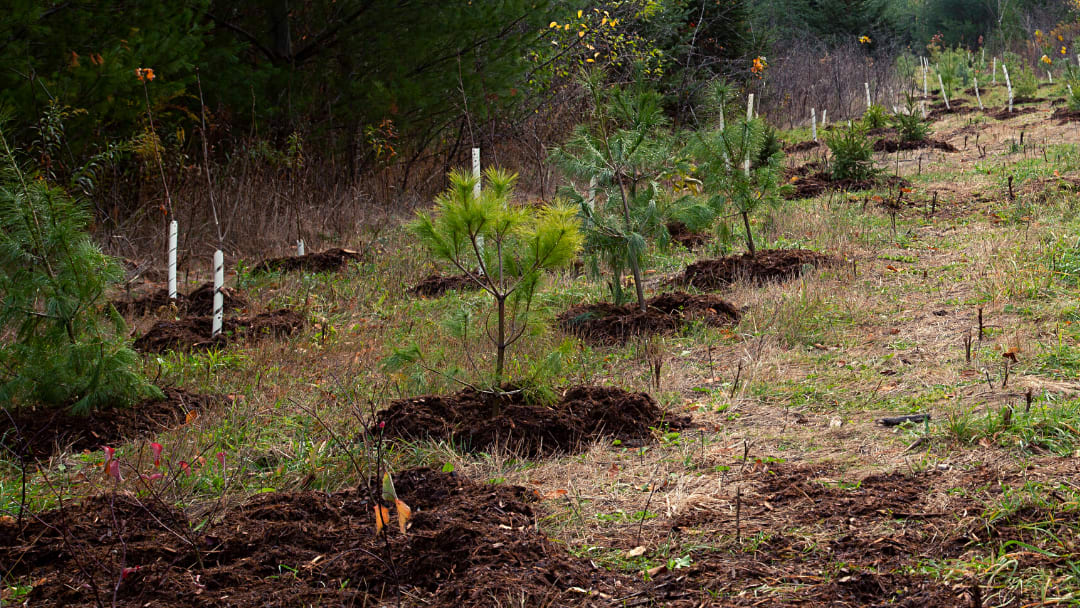 saplings in the ground in a forest