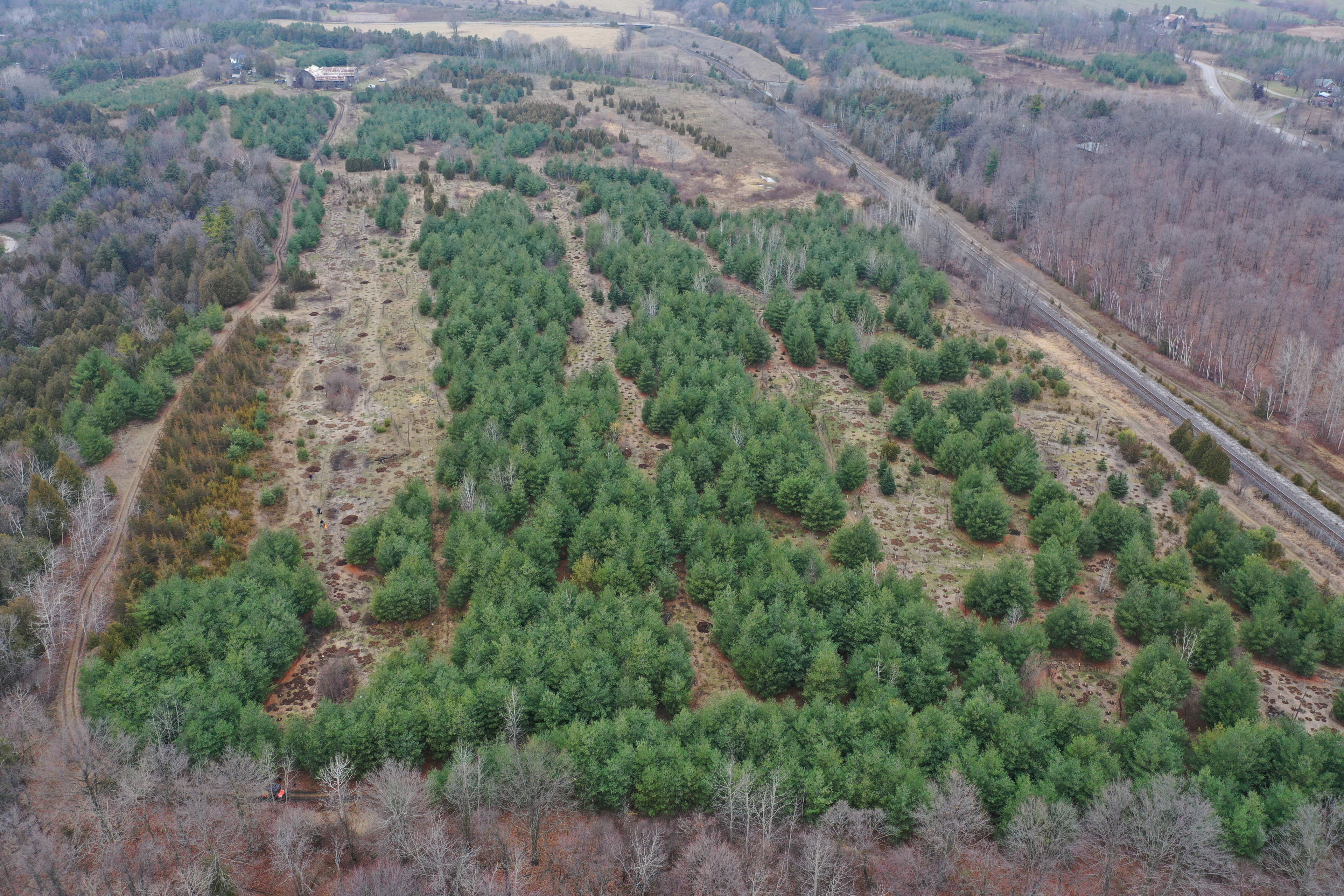 a grove of trees.