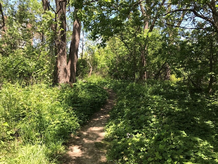 Recreational trail in Toronto.