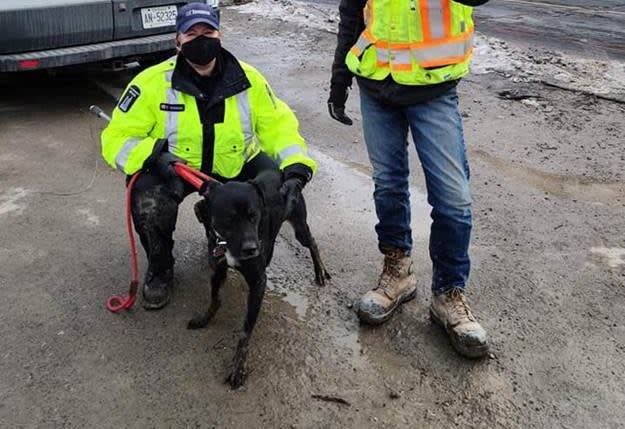 How beloved dog Boomer found his way home after six weeks on the lamb in Toronto.
