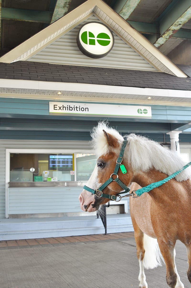 a pony outside Exhibition GO.