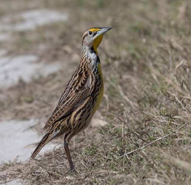 A small Eastern Meadowlark hops on the grass and looks up at the sky. It's tall and slim, with br...