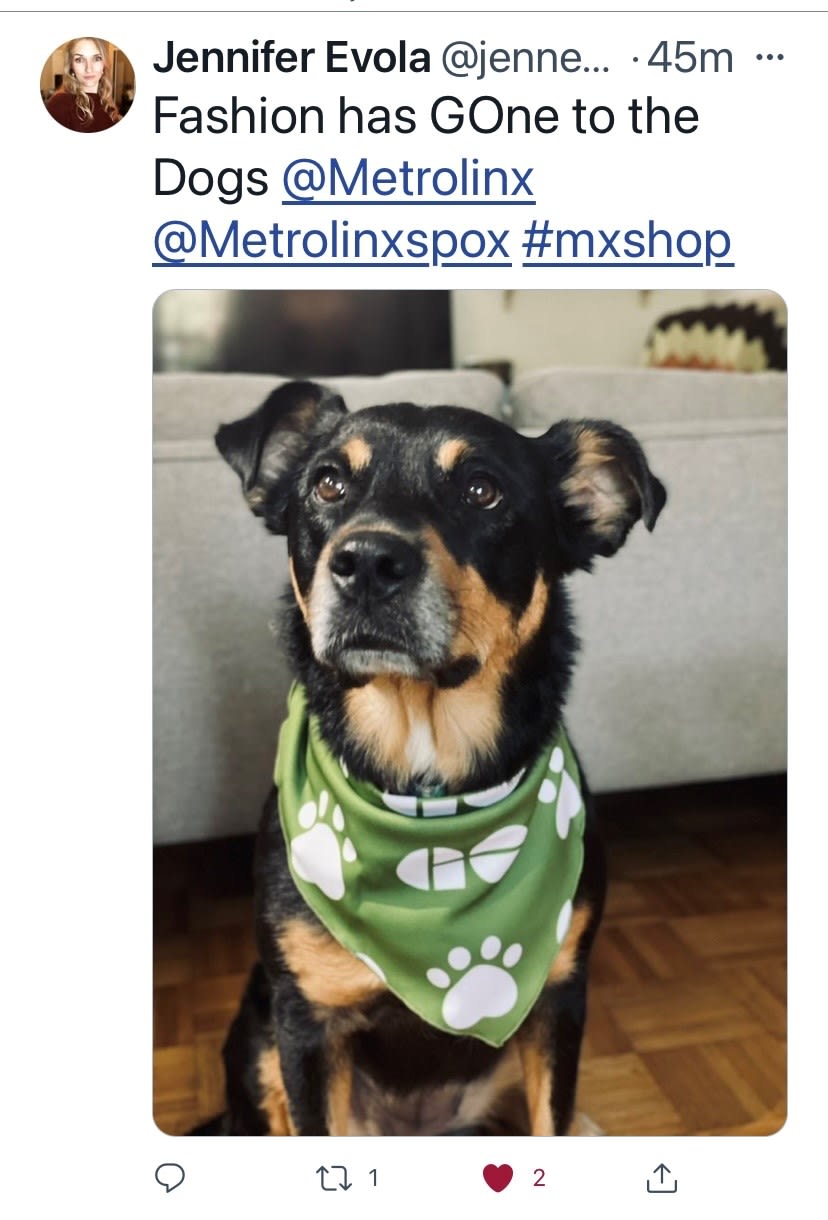 A dog wears a GO bandana.