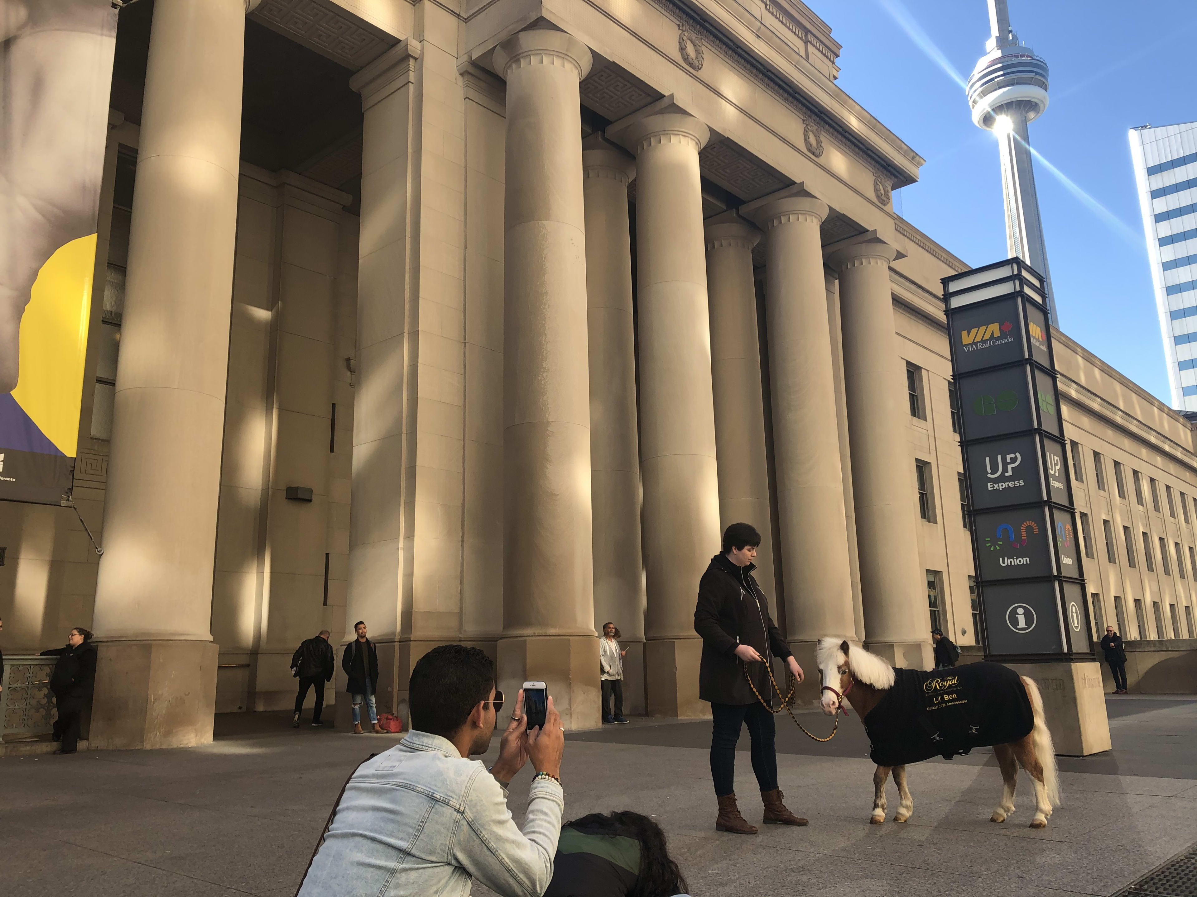 Mini-horse posing in front of the CN Tower