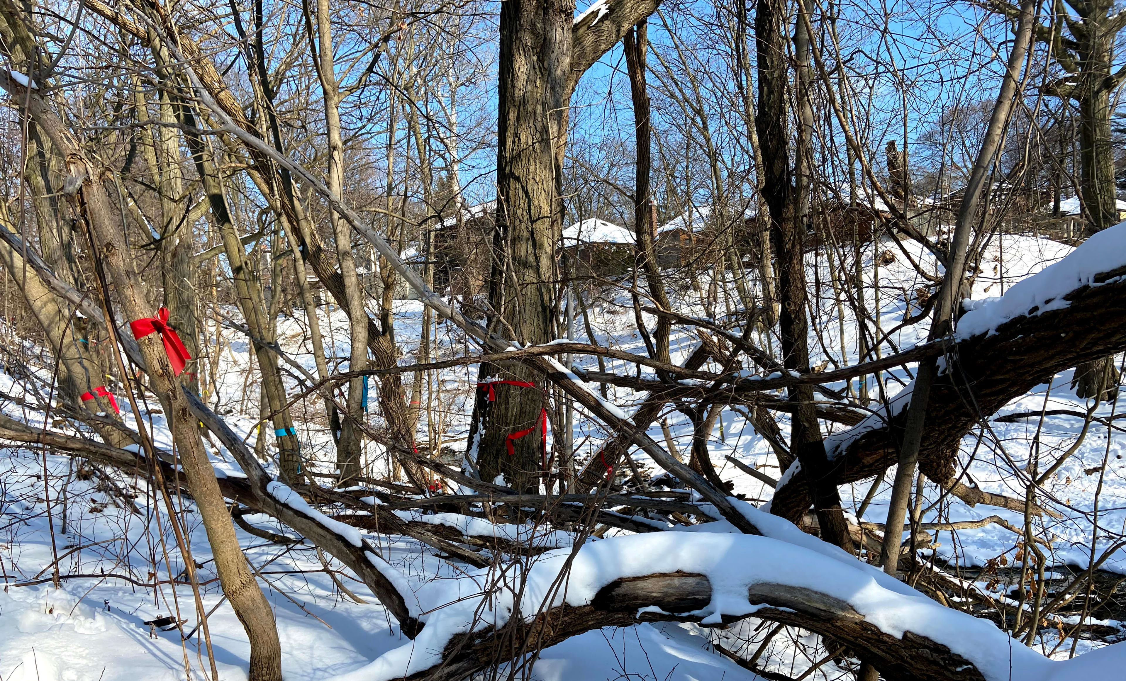 Trees in the small's creek ravine with snow covering much of the area