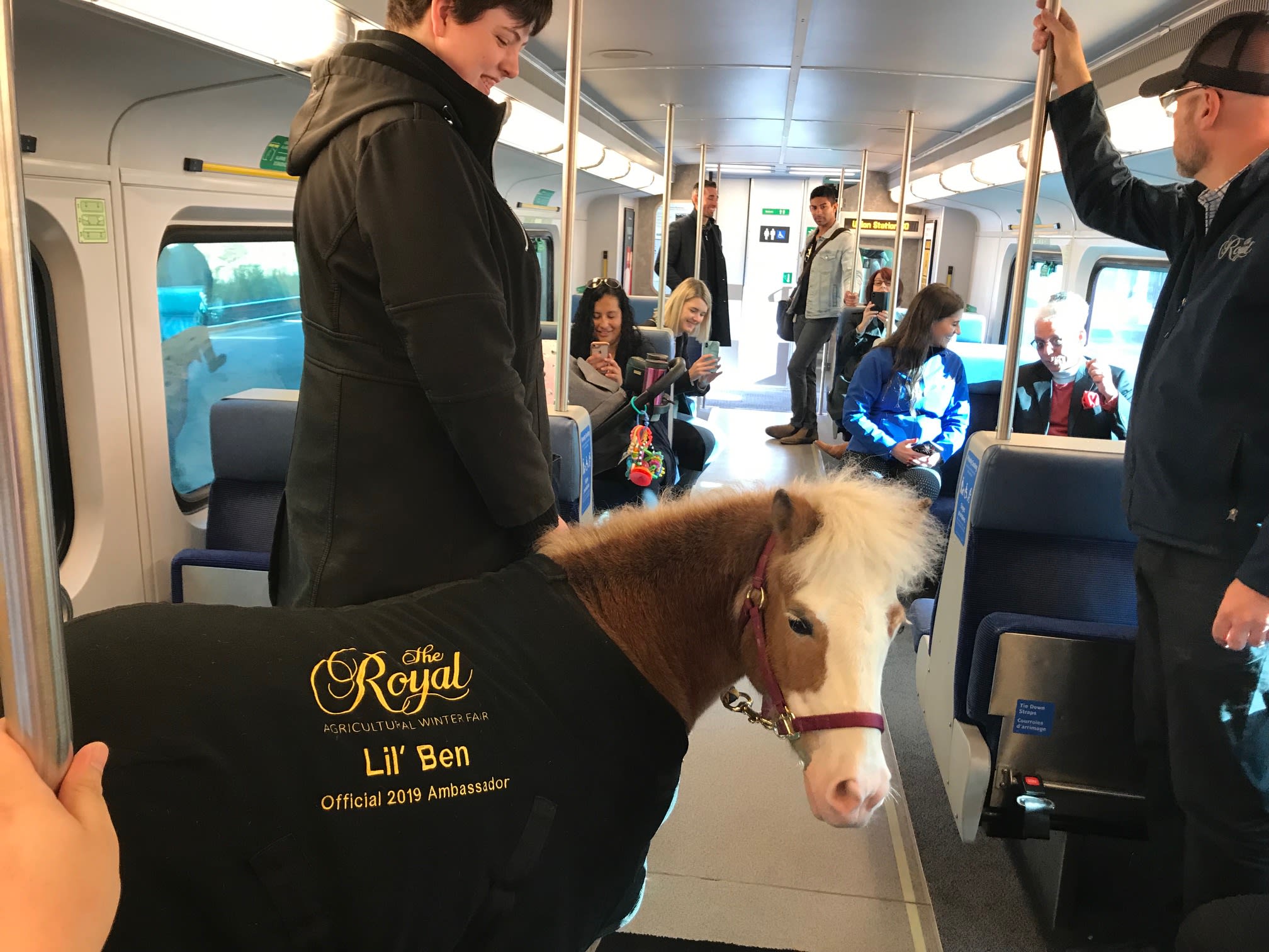 A mini horse is shown on a GO train.