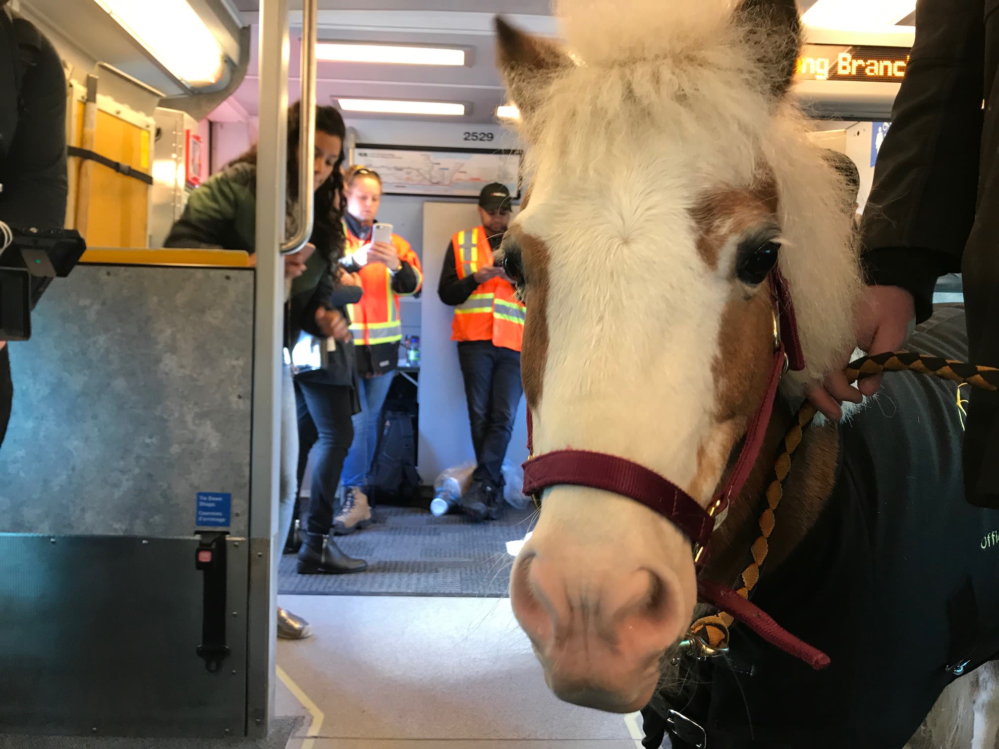 A close up of the mini horse, as those around take photos.