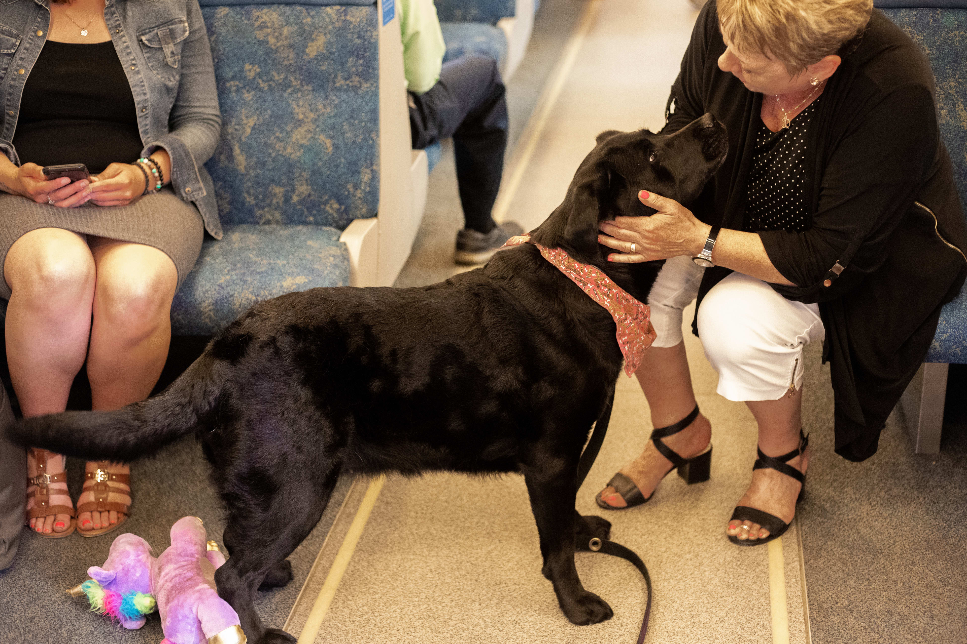 Penny the black lab greets a customer on the GO Train