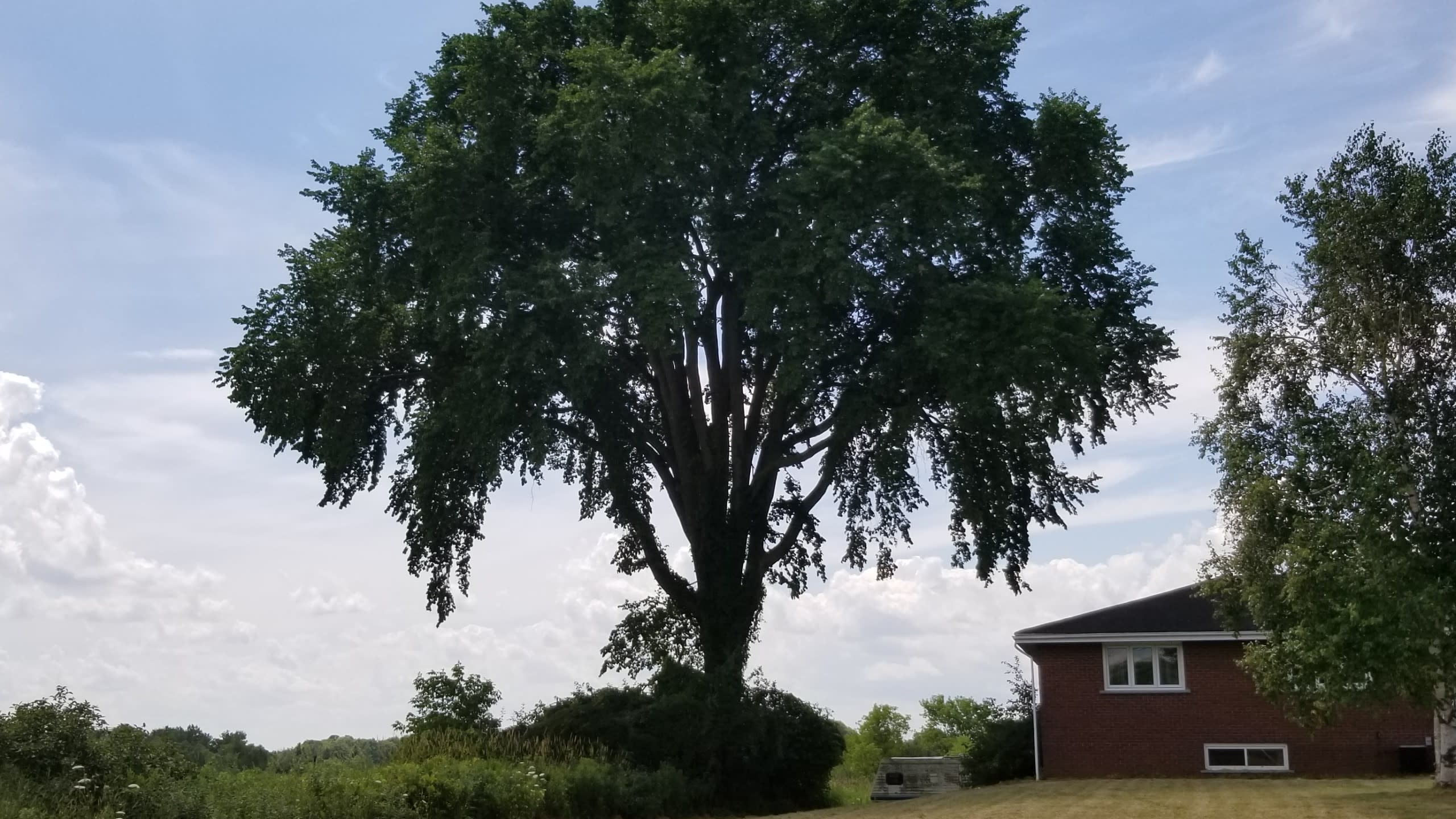 Image is of a large elm tree, beside a house.