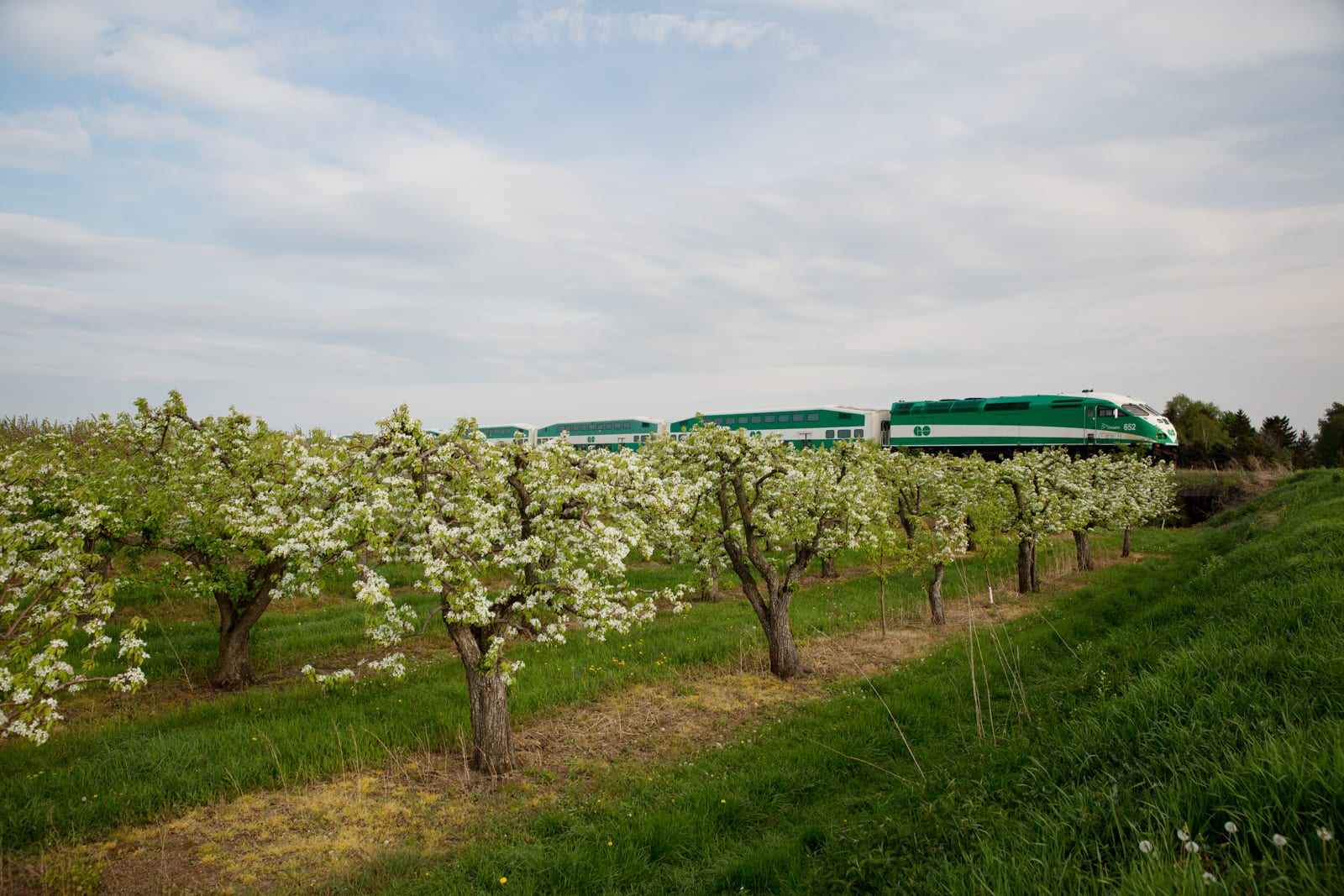 A GO train travels past apple trees in bloom.