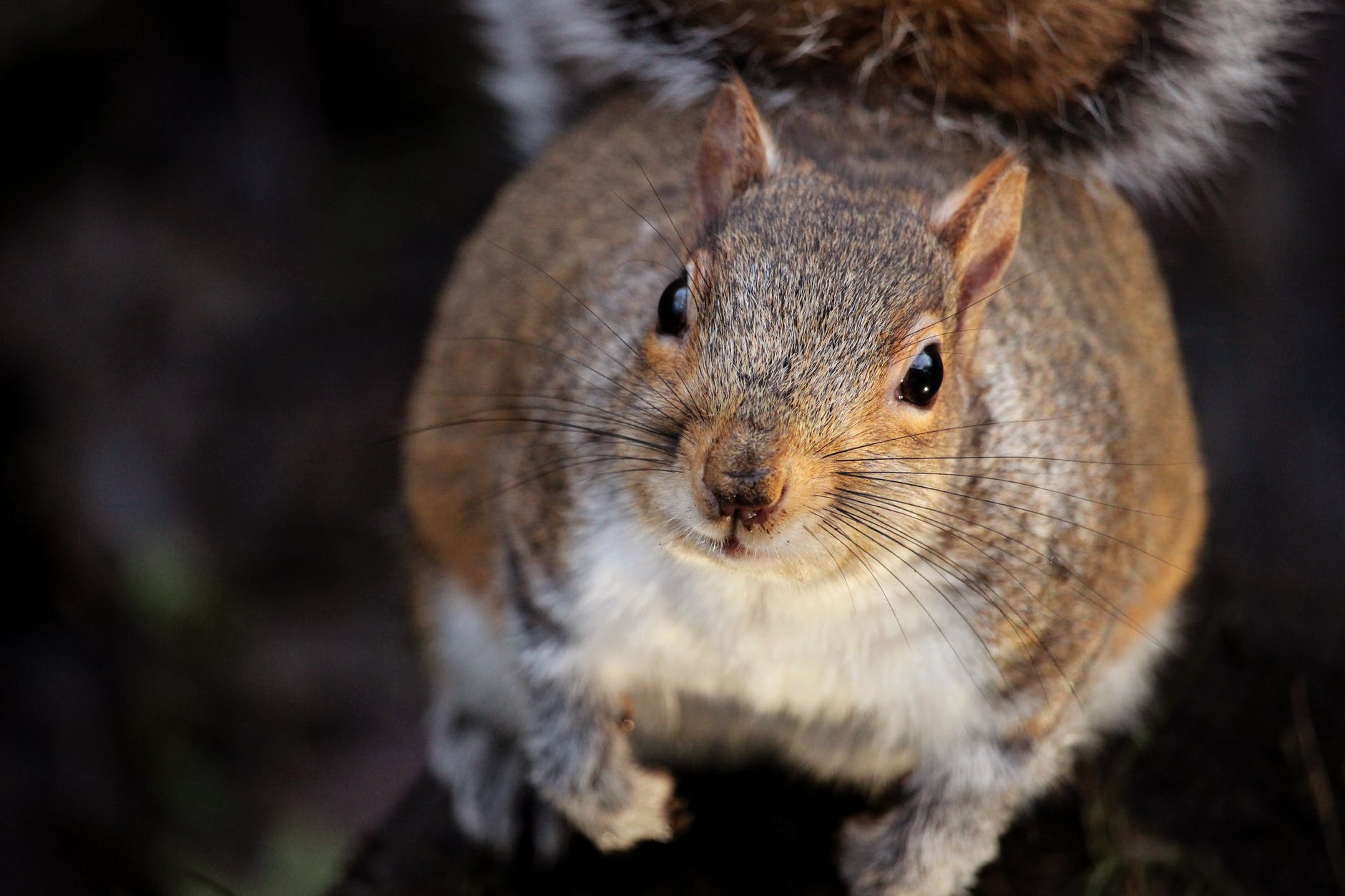 Nemesis to a mighty GO train? How squirrels and the rest of nature challenge experts who keep tra...