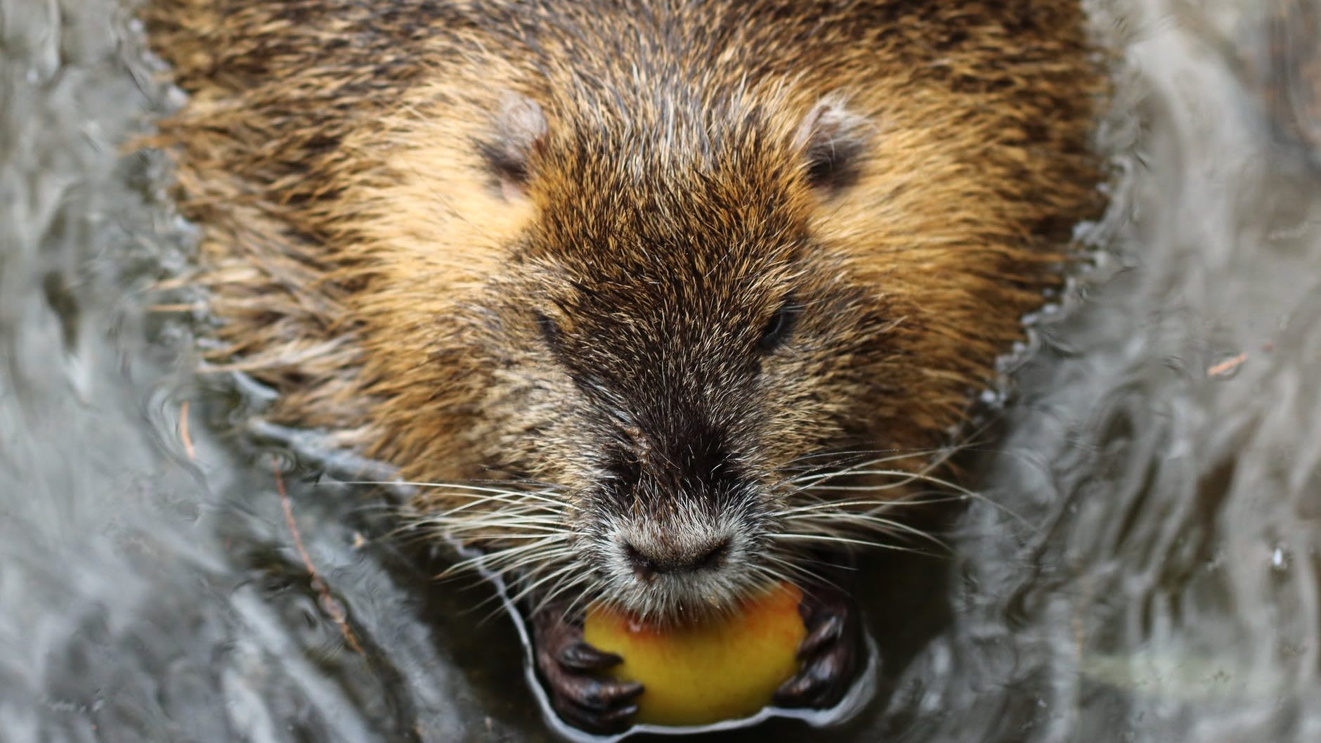 close up shot of a beaver in the water