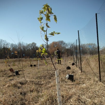 Growing the canopy – Metrolinx adds another 7,711 trees and shrubs as the transit agency increa...