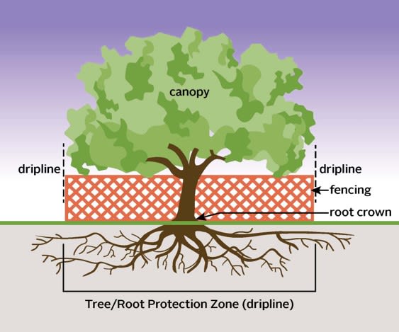 The root system of a tree extends as far as the canopy, this is called the drip line, or tree pro...