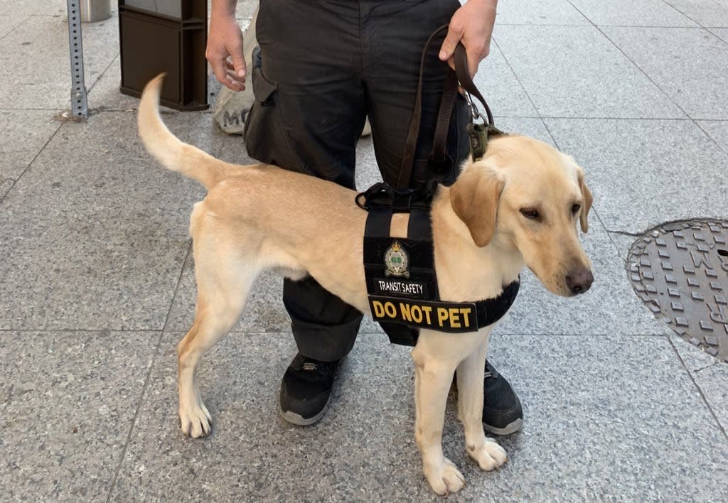 Dash stands proudly with his new vest. The dogf is light brown, and vest is black with Transit Sa...