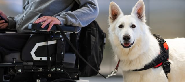 Se déplacer avec un animal d'assistance à bord d'UP Express