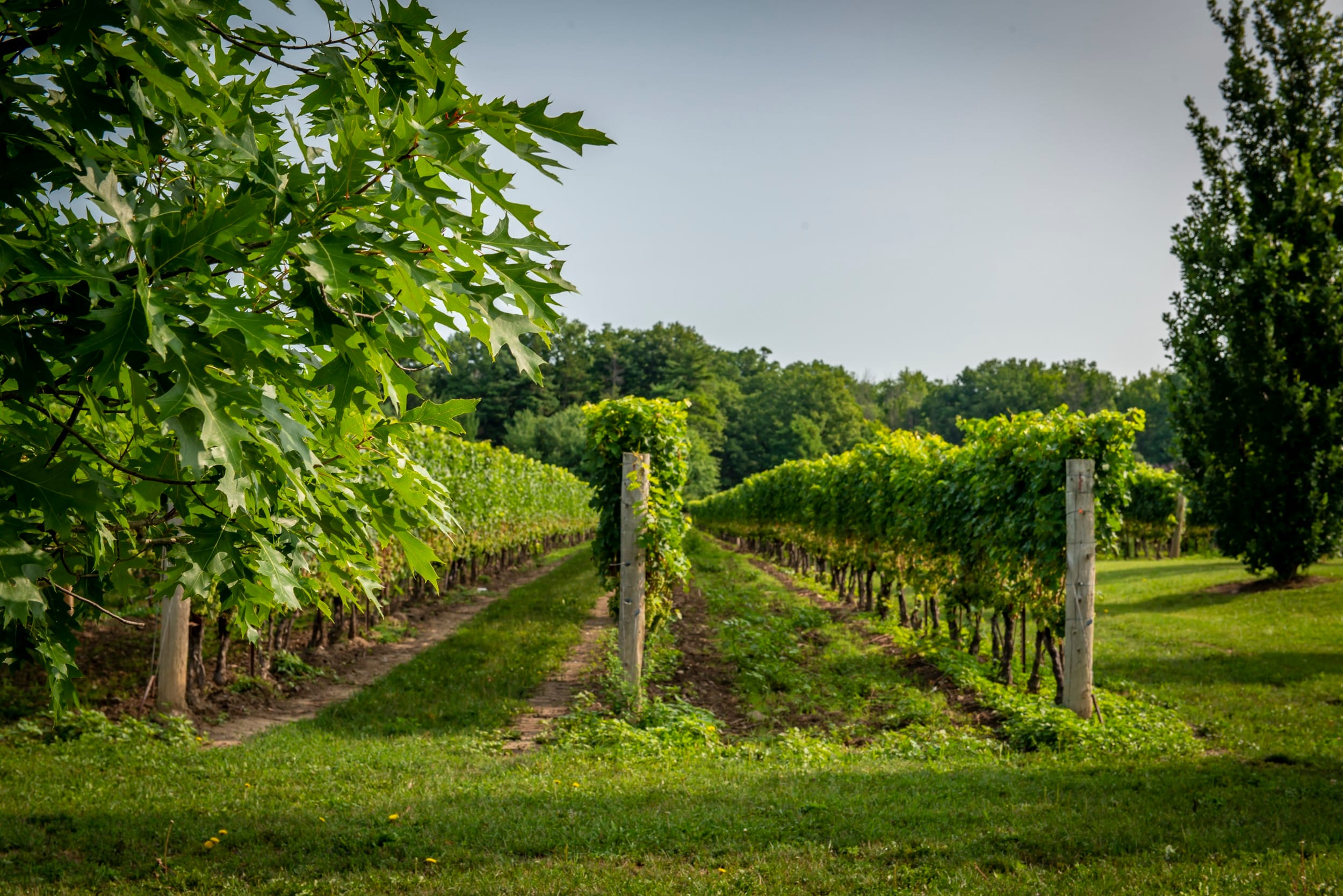 Vineyard in Niagara Falls, Ontario