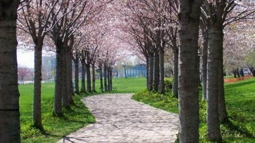 Burlington Waterfront Trail 520x293 2