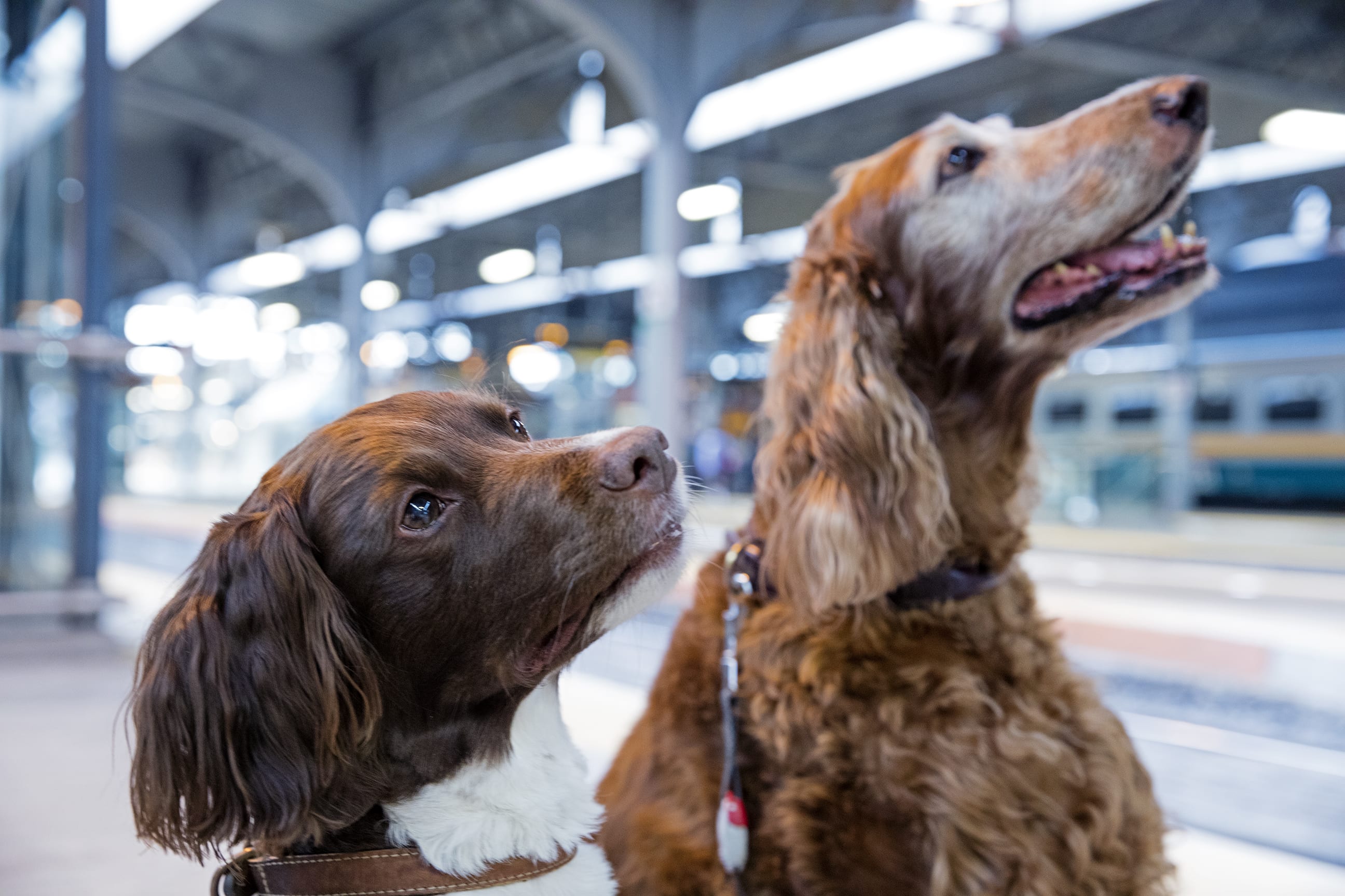 Dogs on GO