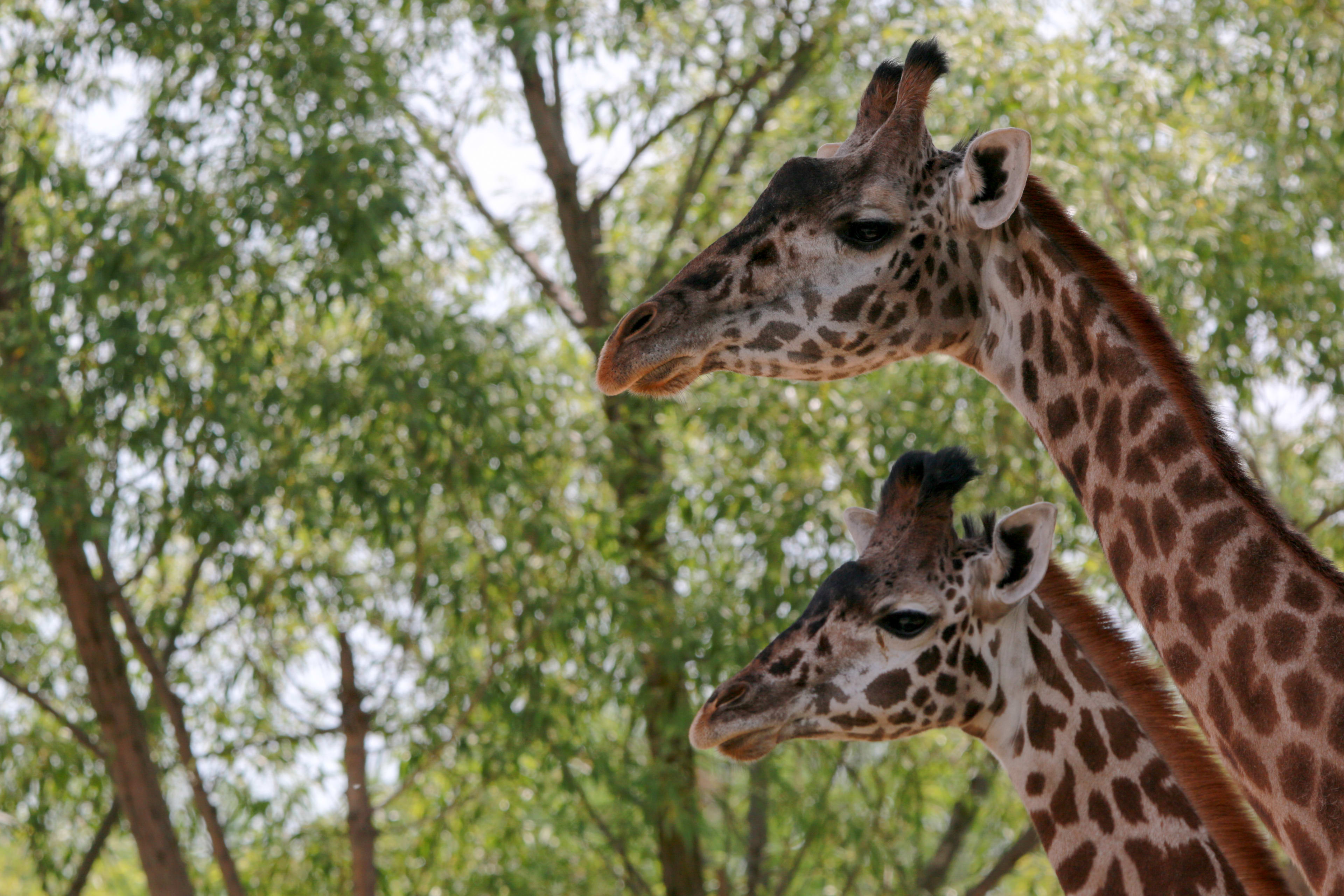 Toronto Zoo