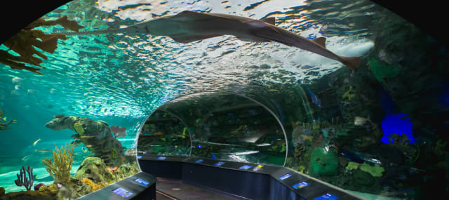 The underwater viewing tunnel at Ripley’s Aquarium of Canada is a must-see for Toronto visitors