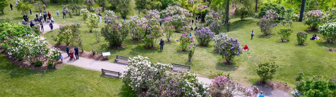 Lilacs at The Royal Botanical Gardens