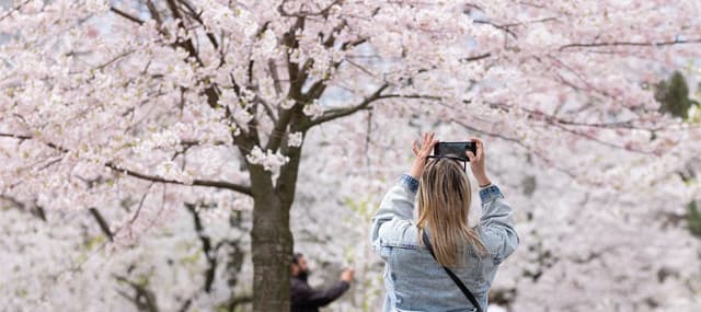 Taking in cherry blossom season in High Park is a popular pastime for Toronto locals and visitors