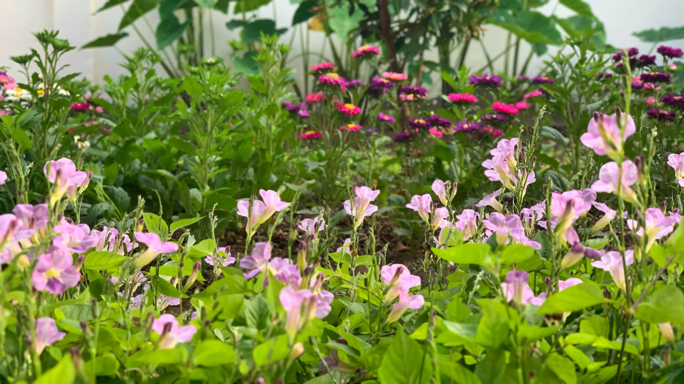 Community Garden photo