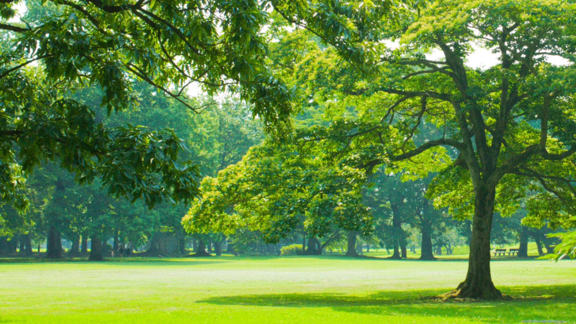 Green space on a sunny day at Weston Lions Park in Toronto