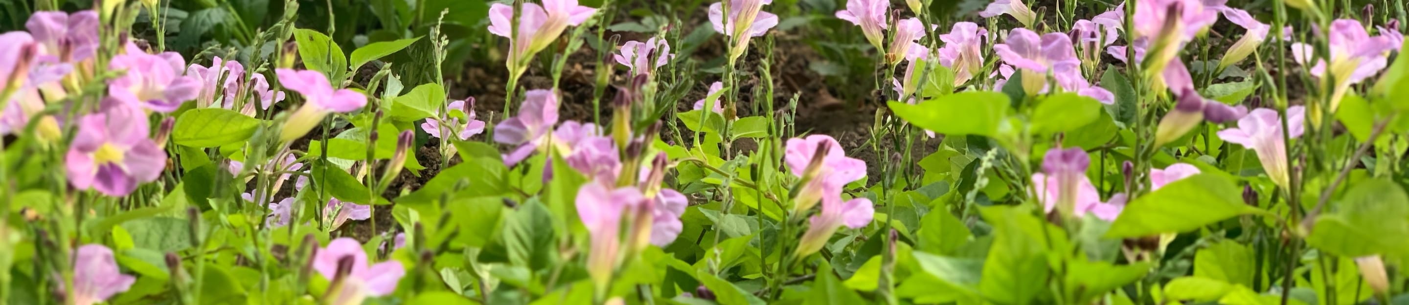 Community Garden photo